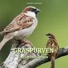 Gråspurven