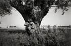 Hindsholm